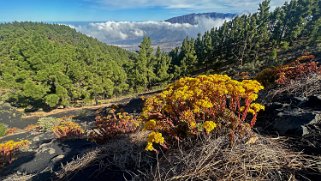Ruta de los volcanes - La Palma La Palma 2024